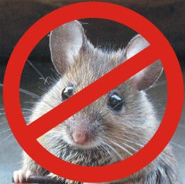 Mouse and rat control solutions in Oakville. 