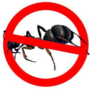 Ant Exterminator in Oakville