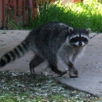 city-raccoon
