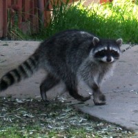 city-raccoon