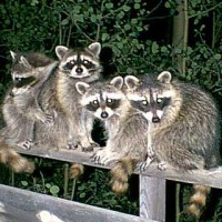 Raccoon-Behavior