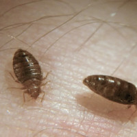 Bed Bug Control