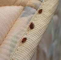 bed-bug-extermination