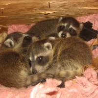 raccoon-babies