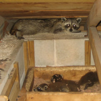 Raccoons In Attic