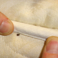 signs-of-bed-bugs