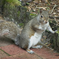 Squirrel Removal